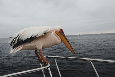 View of a bird in the sea