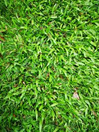 Full frame shot of plants on field