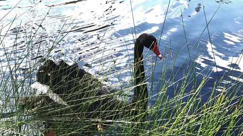 View of bird swimming in lake