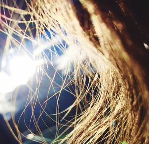 Close-up of spider web