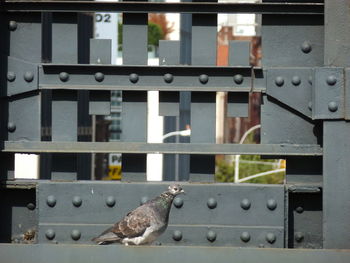 Close-up of lizard on railing