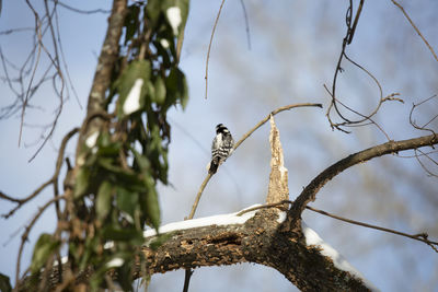 Low angle view of bird perching on branch