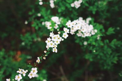 Close-up of white flowers