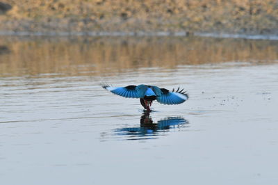 Side view of a bird in water