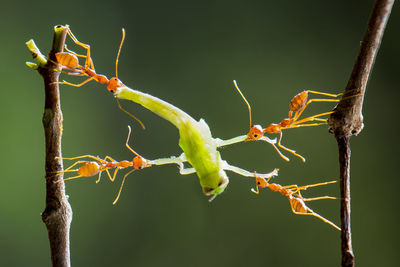 Close-up of ants pulling dead animal on plants