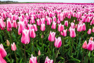 Close-up of pink crocus flowers blooming on field