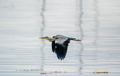 Bird flying over lake