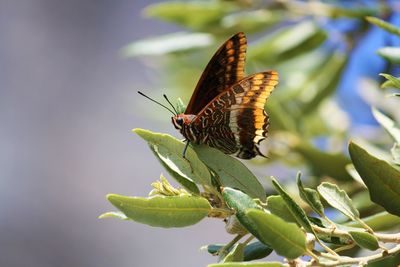 Butterfly on leaf