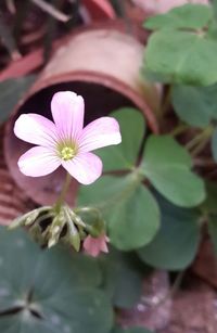 Close-up of pink flowers