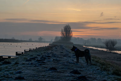 A walk with the dog on a misty morning just before sunrise