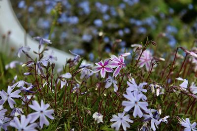 Close-up of purple flowering plant on field