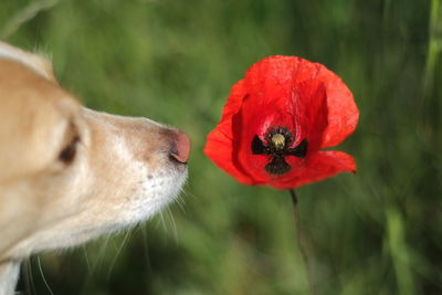 Close-up of red flower