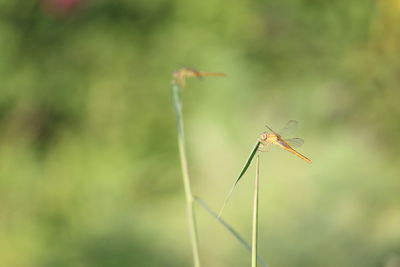 Dragon fly sitting on the grass leaf