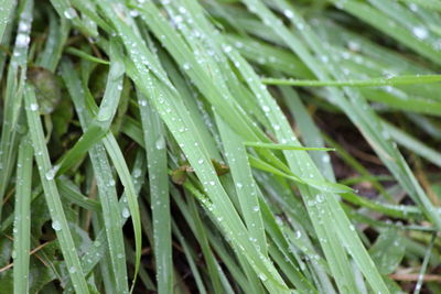 Full frame shot of wet leaves on rainy day