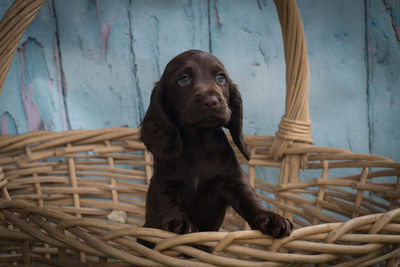 Portrait of dog on wood