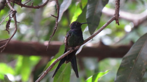 Bird perching on a branch