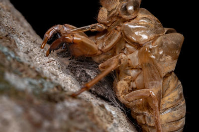 Close-up of insect on rock