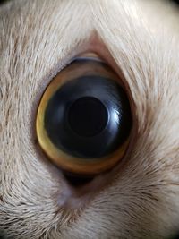 Close-up of dog eye