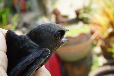 Close-up of the young swallows in my hand