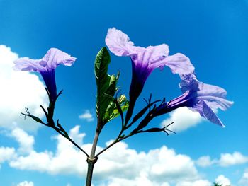 Low angle view of flowering plant against blue sky