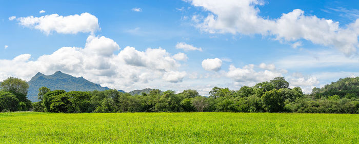 Panorama landscape view of green grass field agent blue sky in countryside of thailand