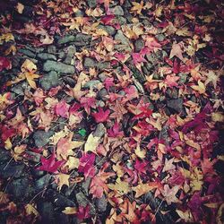 Full frame shot of leaves