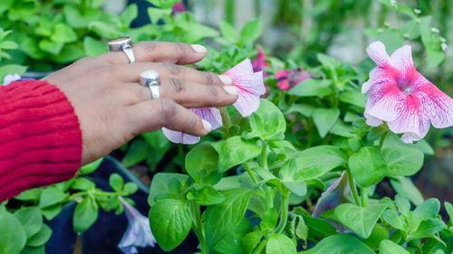 Close-up of hand touching flowers