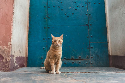 Portrait of cat sitting on wooden door