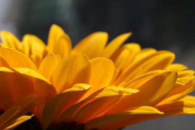 Close-up of yellow flowering gerbera