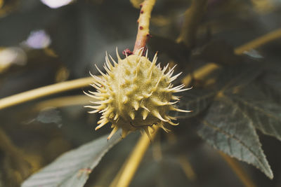 Close-up of white flower