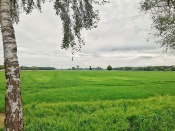 Scenic view of field against sky