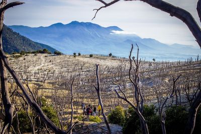 People amidst bare trees on field