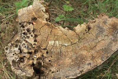 High angle view of tree stump on field