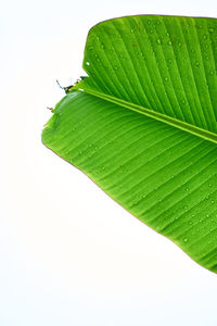 leaf