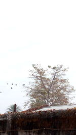 Birds flying over trees against sky