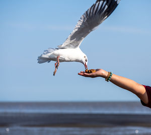 Seagull flying in the air and being fed by the tourist along the seashore area in thailand.