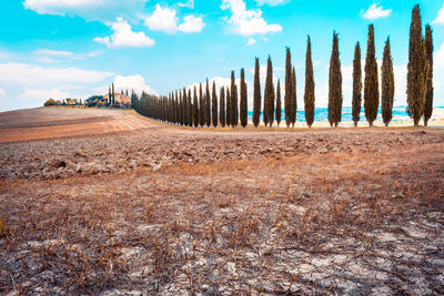 Panoramic view of land and trees on field against sky