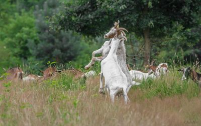 View of two horses on field