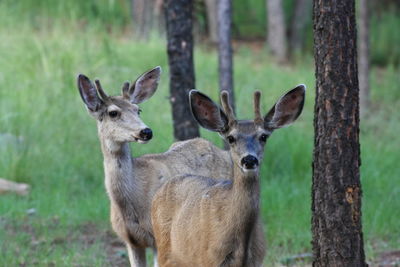 Portrait of deer