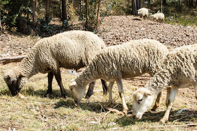 Sheep grazing in a field