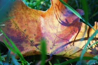 Close-up of autumnal leaf