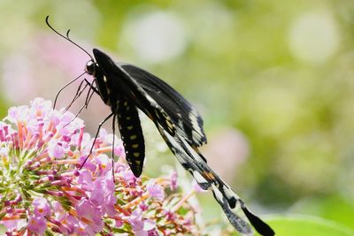 Butterfly perching on flower