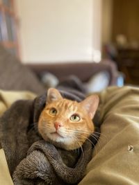 Portrait of cat relaxing at home