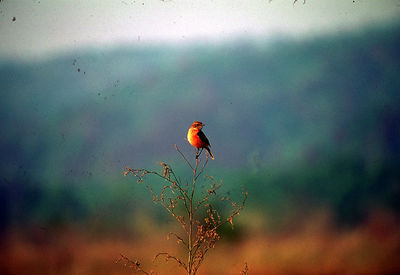 Close up of a bird