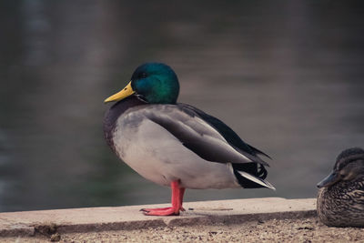 Close-up of bird perching on retaining wall