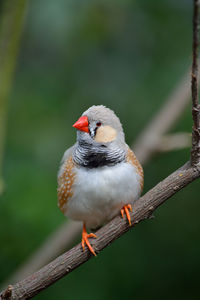 Close-up of bird perching on outdoors