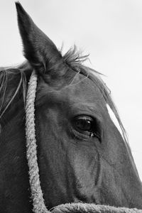 Close-up of horse against sky