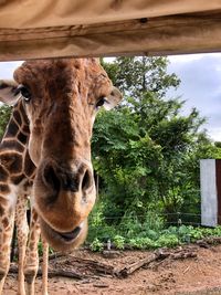 Cow standing in a horse