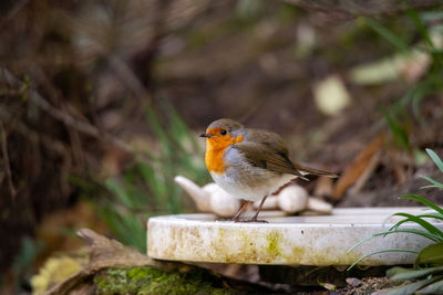Close-up of robin perching on birdbath