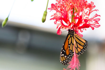 Close-up of butterfly on red flower